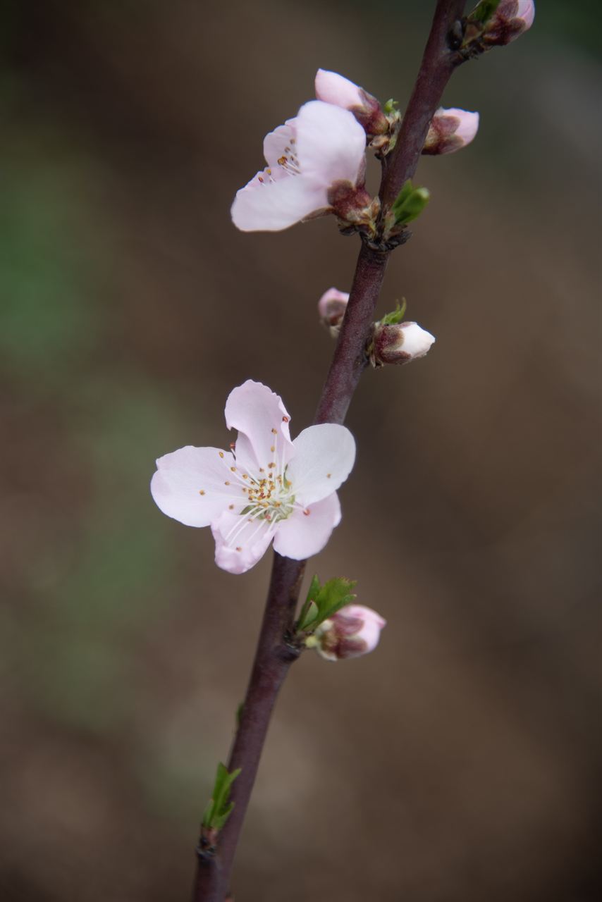 Pink blossom on a slender branch