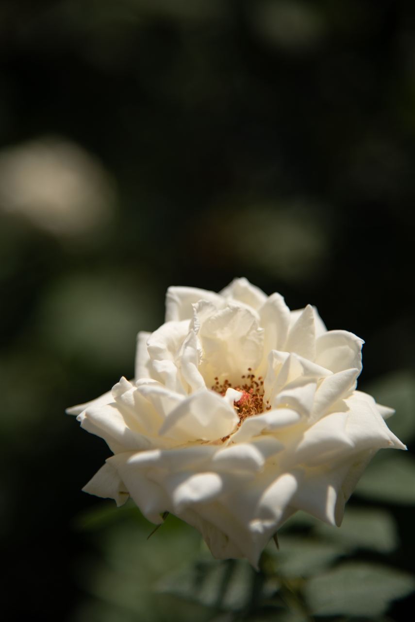 A single white rose