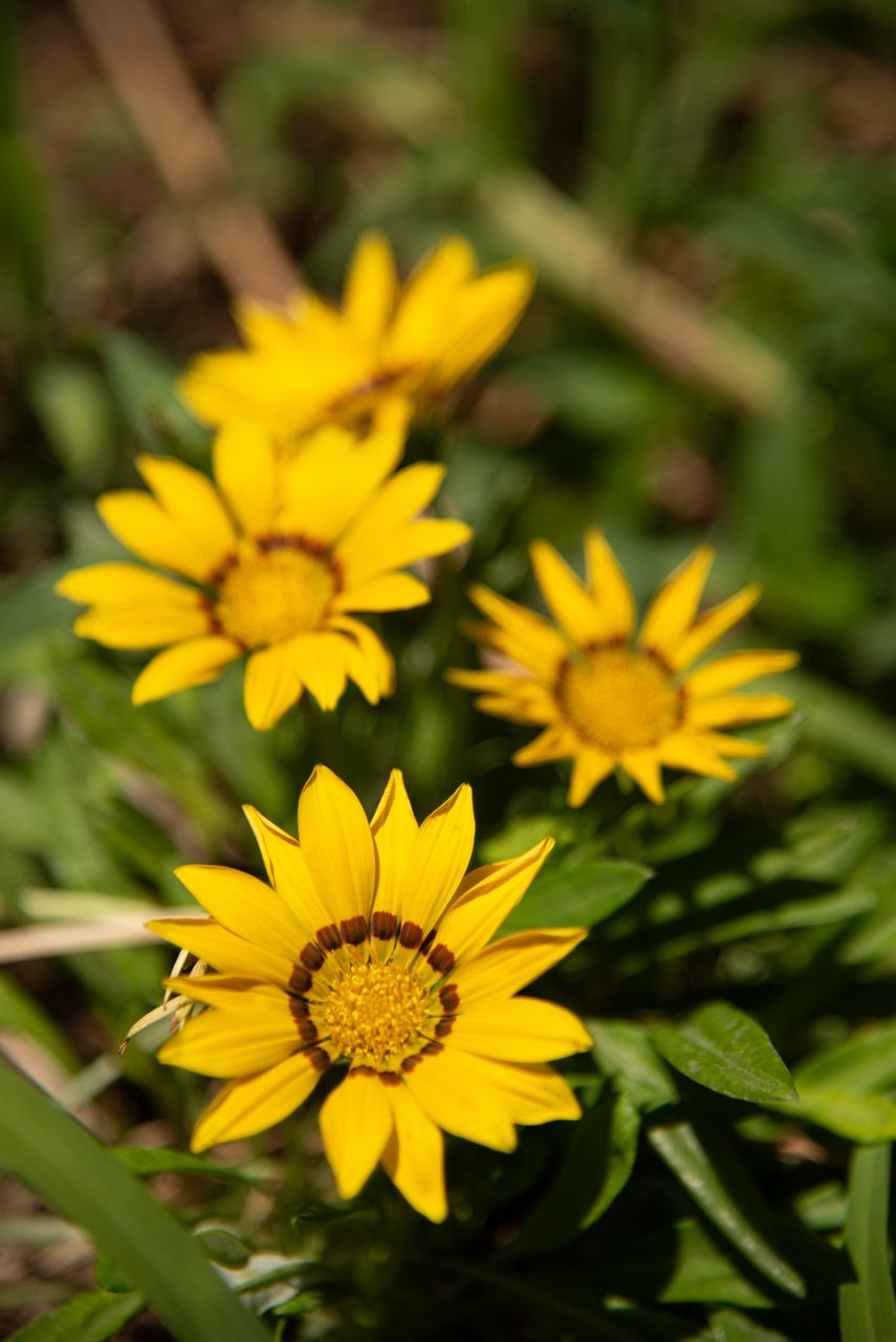 Yellow flowers in sunlight